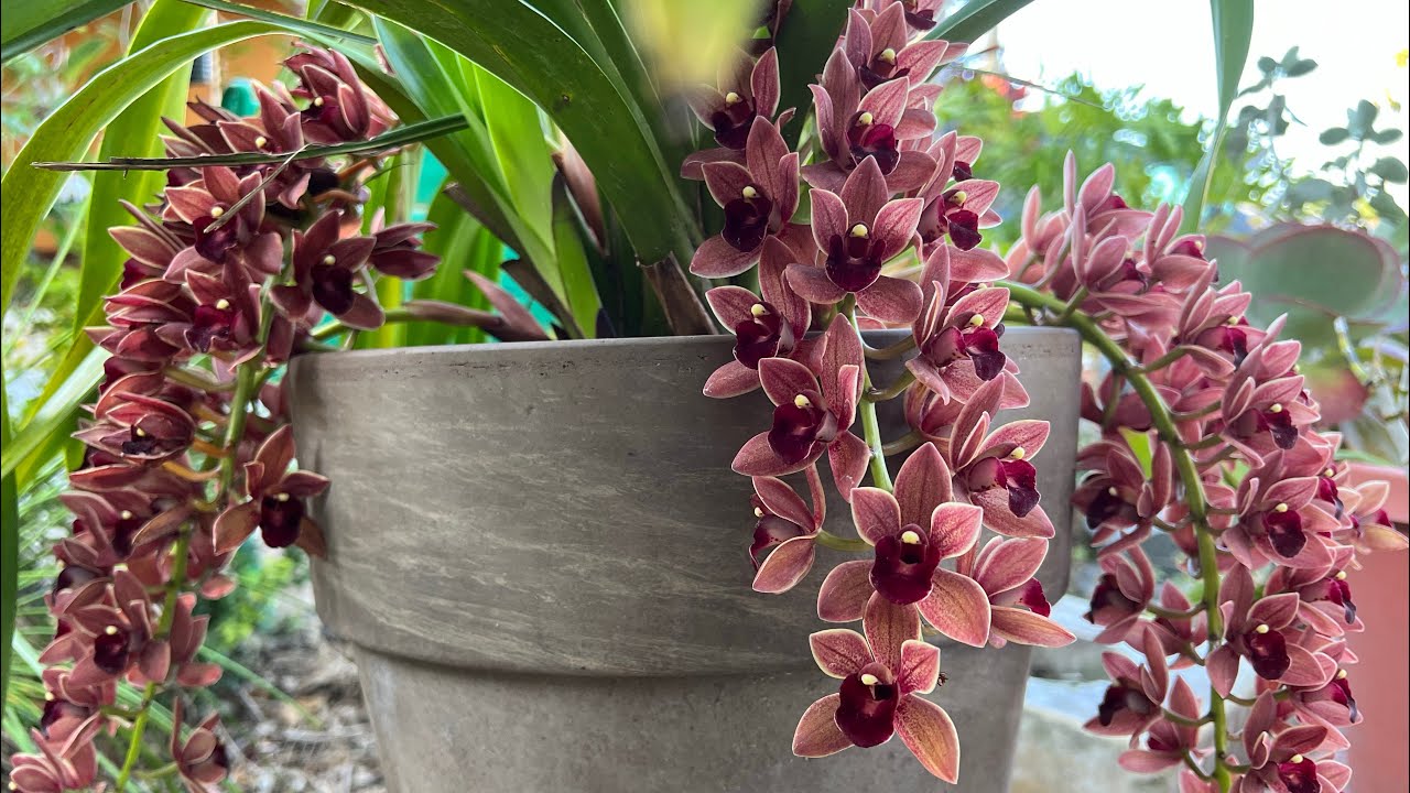 Cymbidium Dorothy Stockstill ‘Forgotten Fruits’ and how I care for it