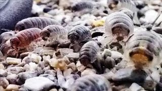 preview picture of video 'Pill Bug Beach Invasion [HD]'