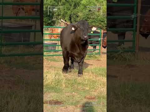 , title : '⭕ BRANGUS CATTLE Brahman X Angus✅ Biggest Bulls And Cow #bulls #cows #redangus #brahman #angus'