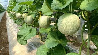 【Japanese biggest Melon farm】Amazing Melon Harvesting! Agriculture Technology