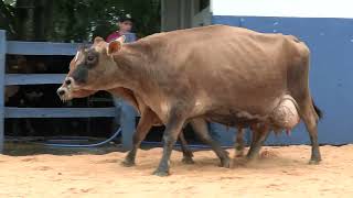 Vídeo 113 - 1ª ETAPA MEGA LIQUIDAÇÃO TOTAL AGROPECUÁRIA MARAJOARA - DIA 4 | GADO GIROLANDO E HOLANDÊS