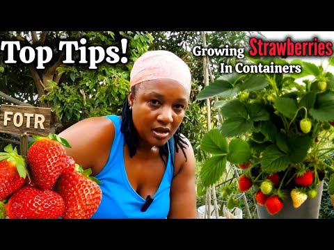 Hot Climate Container Strawberries: Maximize Your Harvest!