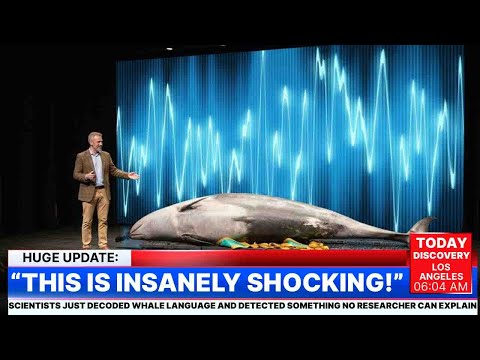Scientists Just Decoded Whale Language and Detected Something No Researcher Can Explain