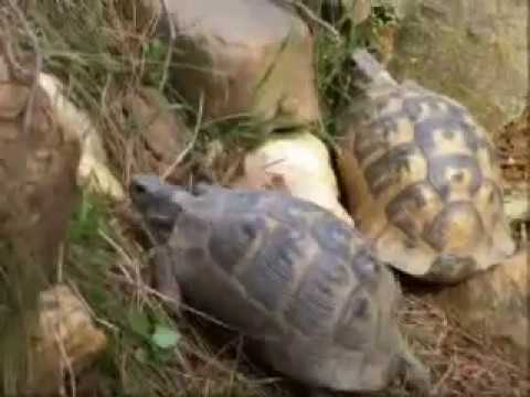 Ninja Turtles in Real Life