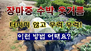 [텃밭농부 1,961]  장마철에도 수박이 터지지 않게 웃거름 주는 방법. 그리고 꼭 챙길것들! #수박재배