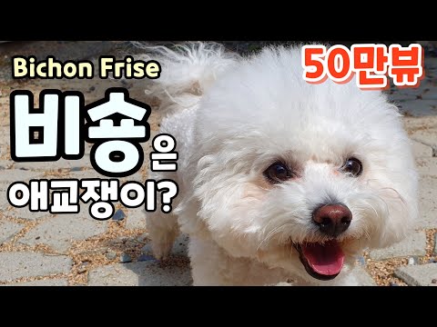 비숑 프리제 특징과 성격