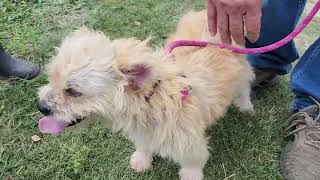 Video preview image #1 Cairn Terrier-Unknown Mix Puppy For Sale in Bandera, TX, USA