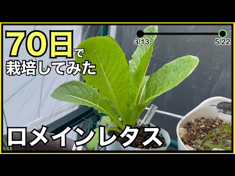 ロメイン・レタス 植物