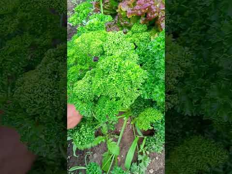 犬用パセリ 植物