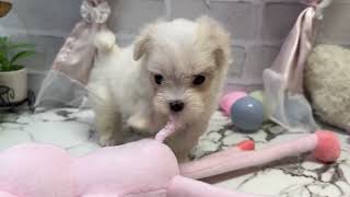 マルチーズの動画01