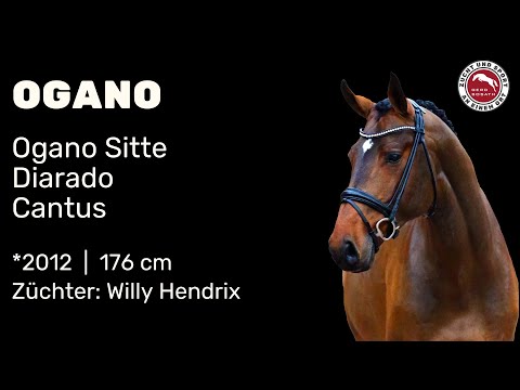 Ogano *2012 von Ogano Sitte x Diarado | Hengstschau Sosath 2025