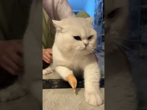 new version komali ka#trending shorts #viral shorts #youtube shorts