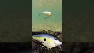Download lagu Minnow Crank Bait Fishing Lure Perfect for Casting #fishing #shorts #viralvideo mp3 Download lagu Minnow Crank Bait Fishing Lure Perfect for Casting #fishing #shorts #viralvideo mp3