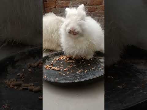 Angora rabbit Eating Pallets #angorarabbit #angora #rabbit #petbunny #bunny #petrabbit #satisfying