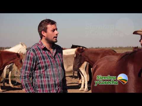 download lagu mp3 mp4 Criadero De Caballos Peruanos, download lagu Criadero De Caballos Peruanos gratis, unduh video klip Criadero De Caballos Peruanos