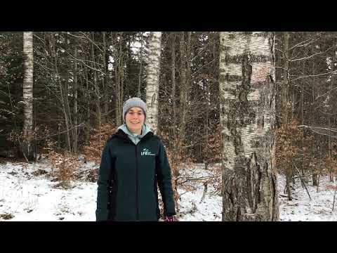 Baumartenpfad Leibertingen - BIRKE