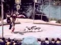 CHASING A BEE by MERCURY REV