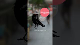 This is how bad Singapore's crow problem is