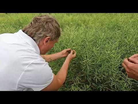 Lauko diena Ignalinos rajone. Ž. rapsai ir kviečiai