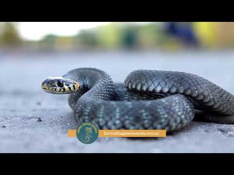 How to Treat a Snake Bite Survival Tip