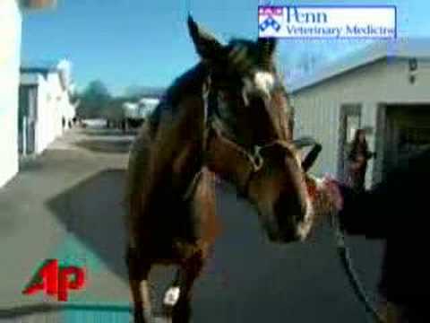 Barbaro to Be Buried at Churchill Downs