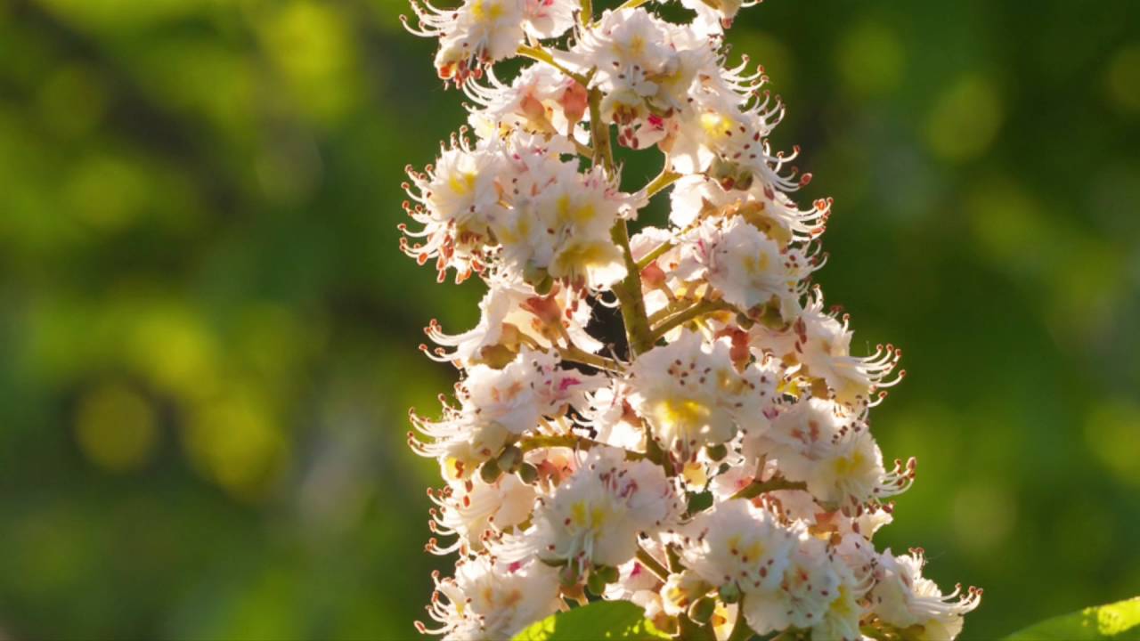Watch Bach flower White Chestnut Now Bach flower White Chestnut