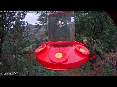 Female Broad-billed Hummingbird Alights on Right Side of Feeder – May 22, 2018