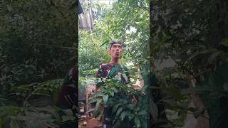 Download lagu Mau ketawa takut !!! #suaraburung #birdsounds #birdsong #entertainment #funny #ajelol mp3 Download lagu Mau ketawa takut !!! #suaraburung #birdsounds #birdsong #entertainment #funny #ajelol mp3