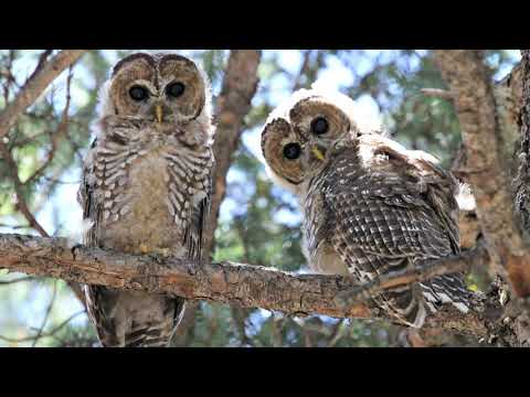 Timber Owls [slowed & reverb] - FFVIII OST