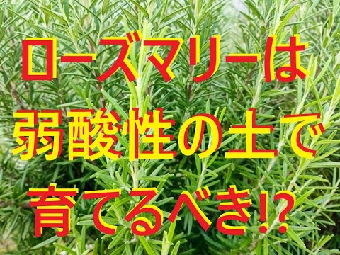 ローズマリーの葉が茶色になるのはなぜですか?最も一般的な 5 つの原因と植物を救うためのヒント  庭園
