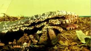 preview picture of video 'Black & White Tegu (Eating) at Reptile World, Drumheller, Alberta'