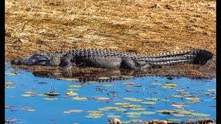 ALLIGATOR-MY SON JOHN (Grateful Dead-Boiled in Lead Covers)