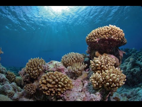 British Indian Ocean Territory – underwater Video