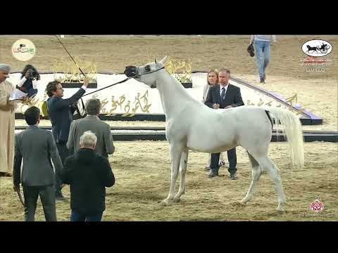 N 204 AJEEBA ALDANAT   Kuwait International Egyptian Event 2022   Mares 4 6 Years Old Class 7