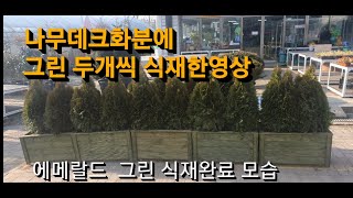 에메랄드 그린 데크화분 식재 한 모습   #그린식재 #데크화분식재 #plant tube
