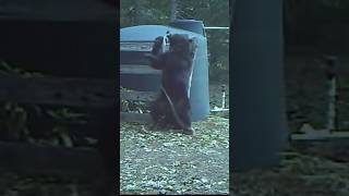 Bear Gets Hit in the Nuts😮‍💨🐻 #funny
