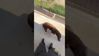 Video preview image #1 Labrador Retriever-Unknown Mix Puppy For Sale in Grafton, WI, USA