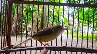 Download lagu kicau krek krek prenjak klik betina mp3