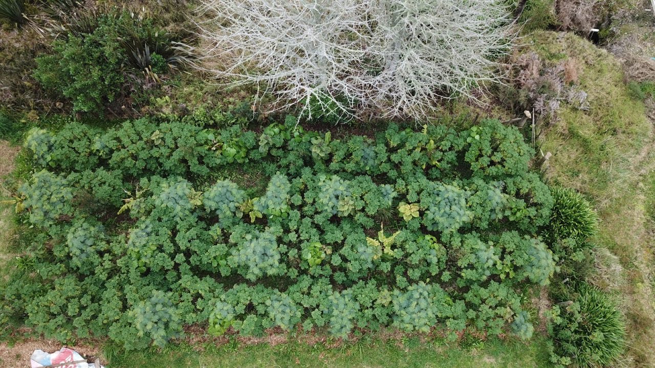 How To Manage Your Young Food Forest