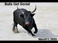 Bulls Get Gored