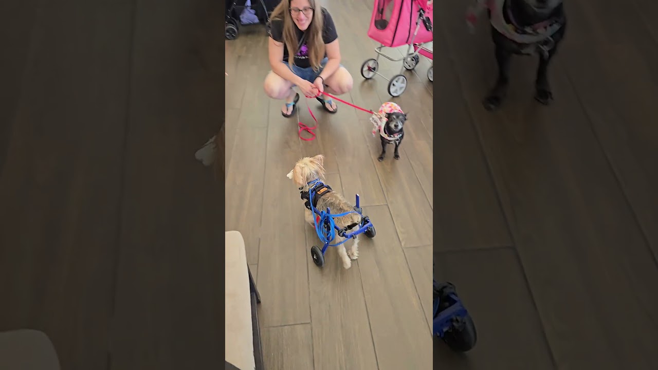 Enlarge Harrison Yorkie On Wheels, a Adoptable Yorkshire Terrier in Plantation, FL video 4/6