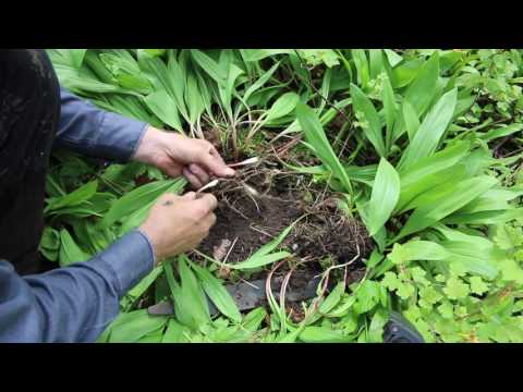 download lagu mp3 mp4 Buy Wild Garlic Seeds, download lagu Buy Wild Garlic Seeds gratis, unduh video klip Buy Wild Garlic Seeds