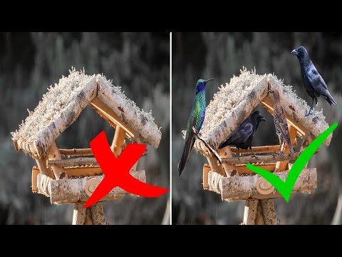 Vogelhaus kein Vogel kommt – Ursachen & Lösung / Vögel zum Vogelhaus locken und füttern – Tipps