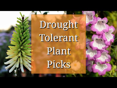 image-Can survive in soil with very little water?