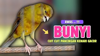 Download lagu Kenari GACOR !!! Pancingan KENARI PAUD Belajar Bunyi Cocok Untuk Kenari Belajar Bunyi Ngeriwik |603 mp3 Download lagu Kenari GACOR !!! Pancingan KENARI PAUD Belajar Bunyi Cocok Untuk Kenari Belajar Bunyi Ngeriwik |603 mp3