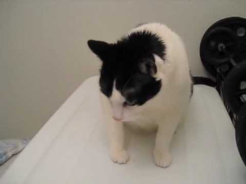 YouTube video about: Can you crush capstar for cats?
