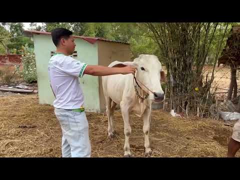 Qurban 2026 — Livestock Inspection