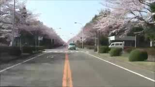 preview picture of video '2015年春の桜 茨城県つくば市 農林団地 Sakura street at Tsukuba, Japan'