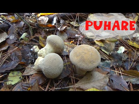 Puhare - Dobre & Loše