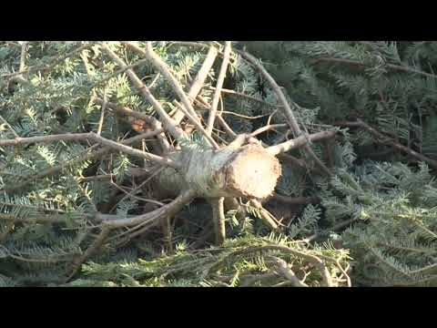 Christmas Tree Recycling